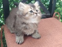 Şecereli soydan british longhair bebeklerimiz