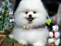 Pomeranian boo yavrular