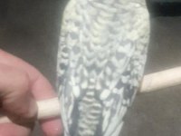 SAĞLIKLI ISIRMA HUYU OLMAYAN BEBEK SULTANLAR