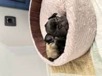 Siyah ve kahverengi 1 buçuk aylık french bulldog