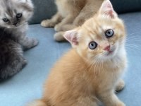 British Shorthair 50 Günlük Bebelerim
