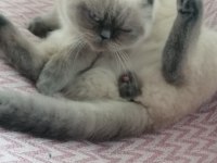 1 yaşında erkek british shorthair kısır değil
