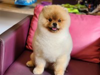 10 Aylık Pomeranian BOO erkek Ayı Surat