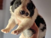 Border Collie Bebekler