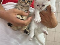 KALITE MARKA KEDİMİZ