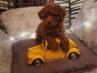 Tüy dökmeyen kalite sağlık ırk garantili poodle yavrularımız
