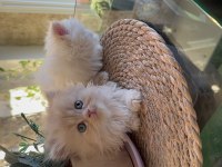 British Longhair