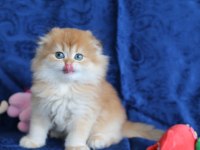 Kalite scottish fold arayanlara