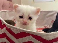 Safkan british shorthair dişi yavru yeni yuvasını arıyor