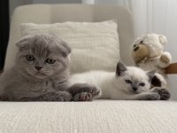 Scottish fold kedisi 55 günlük