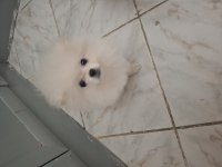 Yavru 3 aylık dişi pomeranian köpeğimizi sahiplendireceğim
