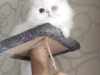 Ücretsiz sahiplendirilecek iran kedisi