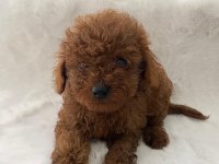 Toy Poodle Erkek 50 Günlük