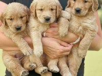 Türkiyenin en güvenilir çiftliğinden golden retriever