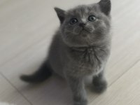 Safkan british shorthair bebeklerimize yuva arıyoruz