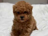 Teddy Face Poodle 