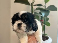 Shih tzu bebekler