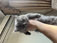 Scottish ve british longhair yavrular