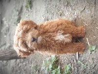 Yavru Poodle 4 Aylık