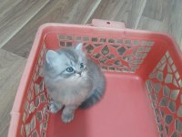 Yavru British Shorthair