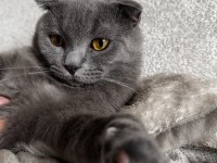 scottish fold