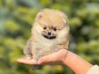 Pofuduk Pomeranian Bebeklerimiz