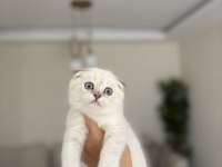 SCOTTISH FOLD DÜNYA TATLISI YAVRULARIM 
