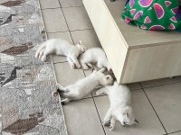 British longhair 2.5 aylık 2 dişi 2 erkek