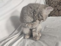 British shorthair erkek 28 nisan doğumlu