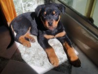 Sahibine bağlı Rottweiler yavrular