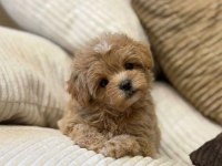 TEACUP MALTIPOO YAVRULARIMIZ
