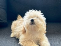 Poodle dan farksız maltipoo
