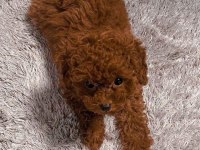 Tuvalet Eğitimli Toy Poodle Bebek