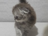Scottish fold longhair dişi bebek
