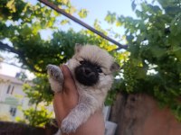 Pomeranian bebekler
