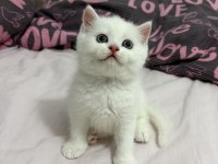 Kar Beyazı British Longhair Bebekler Geldi