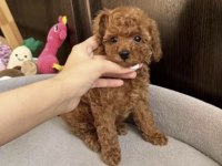 Toy Poodle Köpeği