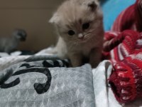 Dünyalar tatlısı ömürlük scottish fold dostlar
