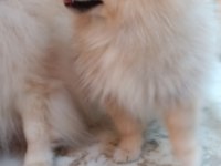 Pomeranian spitz köpeğimiz