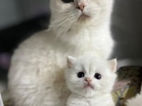 HER CİNS YAVRU KEDİMİZ MEVCUTTUR