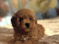 RED KIZIL MALTİPOO YAVRULARI