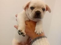 Irk Ve Sağlık Garantili French Bulldog
