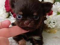Safkan Bir Erkek Chihuahua