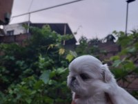 Yavru pekinez köpekler