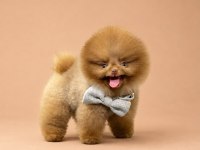 Kore ayı surat Pomeranian Boo Yavrularımız