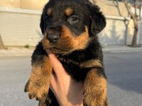 2 erkek ve 1 dişi koca kafa rottweiler yavrular