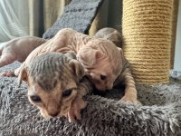 2 Dişi 2 Erkek Levkoy Sphynx Yavruları Yuvasını Arıyor