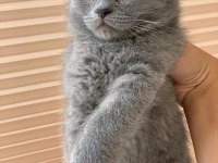 British shorthair erkek yavru 2 buçuk aylık