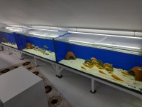 Toplu sahiplendirme tropheus