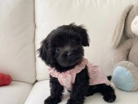 Black morkie